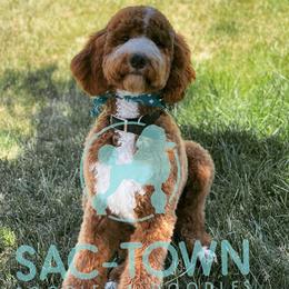 Hunter - Poodle