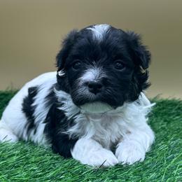 Cupcake - Black and tan female Havanese puppy in Hendersonville, North Carolina from Kim's Cove