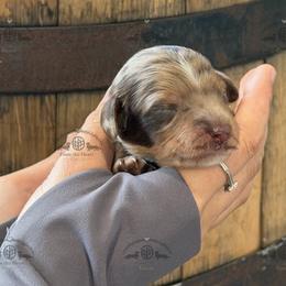 Mr. Black-4800 - Dapple male Dachshund puppy in Ocala/Gainesville, Florida from From the Heart Doxies