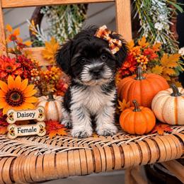 Daisey - Parti female Maltipoo puppy in Dover, Florida from Country Cottage Puppies