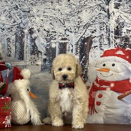 Goldendoodle puppies from Elagant Acres