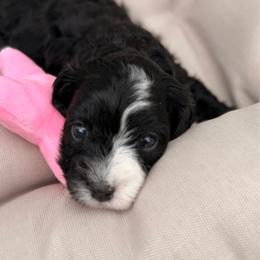 Barbie - Black and white female Cavalier King Charles Spaniel puppy in Las Cruces, New Mexico from Mayflowers Cavalier Spaniels