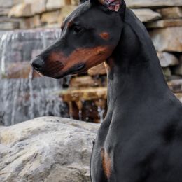 Doberman Pinschers from Gran Valor Dobermans