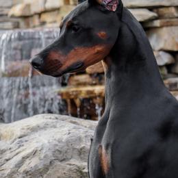 Doberman Pinschers from Gran Valor Dobermans