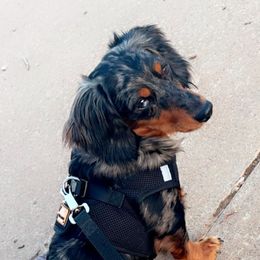 Boone - Dachshund