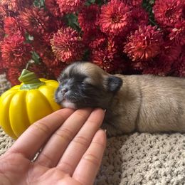 Autumn - Fawn brindled black female Chihuahua puppy in Millville, New Jersey from M’s Chihuahuas