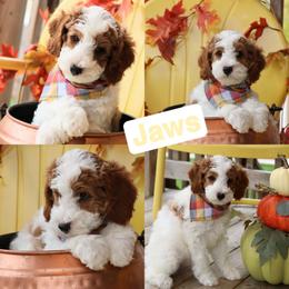 Jaws - Parti male Goldendoodle puppy in Sioux Falls, South Dakota from Dolly's Doodles