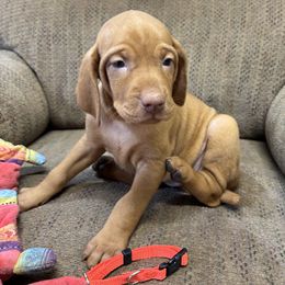 Orange Collar Girl - Golden rust female Vizsla puppy in Ganado, Texas from Roz Vizslas