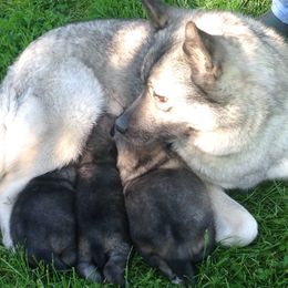 Norwegian Elkhounds from Normark Norwegian Elkhounds