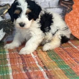 Ranger - Tri-color male Bernedoodle puppy in Moulton, Iowa from Shondel Puppy Paws