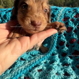 SpongeBob Square Pants - Dapple male Dachshund puppy in Washington from Beautiful Doxies