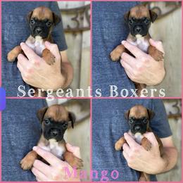 Mango - Fawn female Boxer puppy in Madisonville, Texas from Sergeant's Boxers