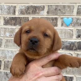 Teal collar - Yellow female Labrador Retriever puppy in Clinton, Tennessee from Summer Rose
