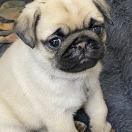 Pug Puppies from Pug Puppies of Boston