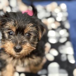 Yorkshire Terrier Puppies from Holly’s House Of Yorkies LLC
