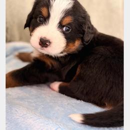 Boy 1 - Black rust and white male Bernese Mountain Dog puppy in White Lake, Michigan from Berner Bud Farm