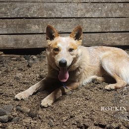 Copper - Australian Cattle Dog