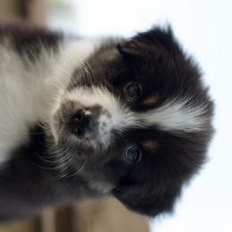 Porsche - Black tri-color female Australian Shepherd puppy in Canyon Lake, Texas from Bittersweet Australian Shepherds