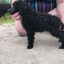 German Shepherd and Poodle Puppies from United Broughton Kennel