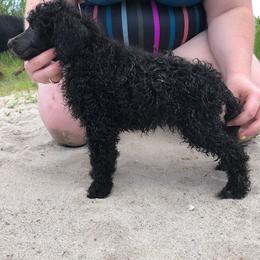 German Shepherd and Poodle Puppies from United Broughton Kennel
