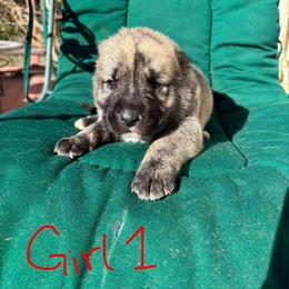 Girl 1 - Gray female Armenian Gampr puppy in Neenach, California from The Mustangs Ranch
