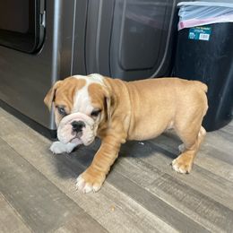 Bulldog Puppies from Tiffany Thelen's Bulldogs