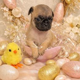 Apricot Girl (Blue toe) - Fawn female Pug puppy in Tulsa, Oklahoma from Locust Creek Pugs