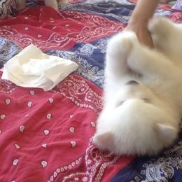 Samoyed Puppies from White Cloud Samoyeds