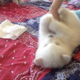 Samoyed Puppies from White Cloud Samoyeds