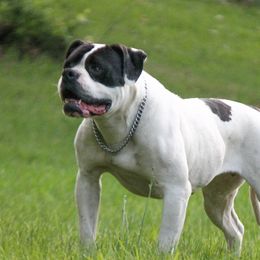 Tundra - American Bulldog