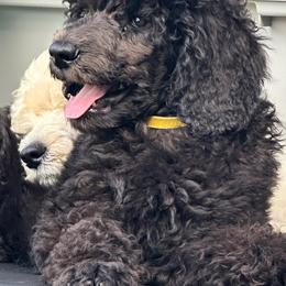Poodle Puppies from GYCAM STANDARD POODLE