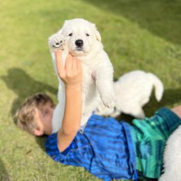 Berger Blanc Suisse and German Shepherd Puppies from Scenic Creek German Shepherds and White Swiss Shepherds