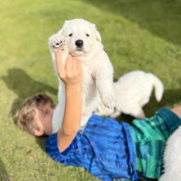 Berger Blanc Suisse and German Shepherd Puppies from Scenic Creek German Shepherds and White Swiss Shepherds