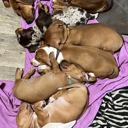 Dachshund Puppies from Witchy Woman’s Wiener’s