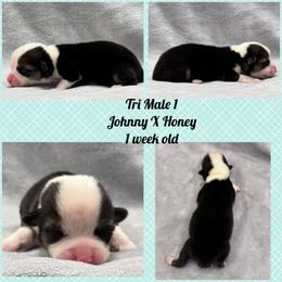 Red Headed Tri Male 1 - Black and tan male Pembroke Welsh Corgi puppy in Stephenville, Texas from Rising JM Pembrokes