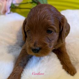 Cashew (Yellow) - Red  female Goldendoodle puppy in Toledo, Ohio from Avery Doodle Day LLC