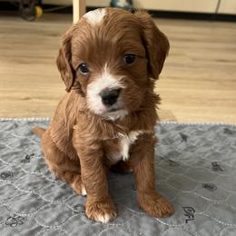 Goose - Red male Cavapoo puppy in Glendale, Arizona from Dashing Dogs