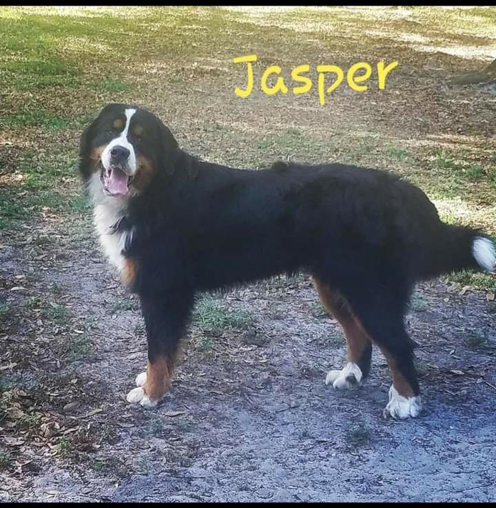 Jasper