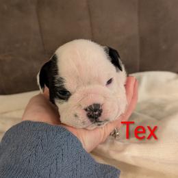 Bulldog Puppies from Shirley EB