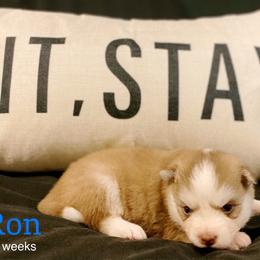 Ron - Red and white male Pomsky puppy in Winston, Oregon from Arctic Tails Spitz