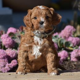 Blain - Red male Cavapoo puppy in Gap, Pennsylvania from Country View Puppies ( License 18816)
