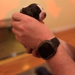 Purple - Liver and white female German Shorthaired Pointer puppy in Ash Flat, Arkansas from SmokePoint GSPs