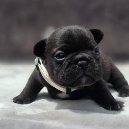 White boy - Brindle male French Bulldog puppy in Polk City, Florida from Best Friend Frenchies, LLC