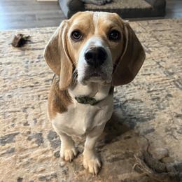 Blaze - Beagle