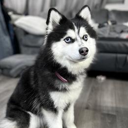 Luxy - Pomsky