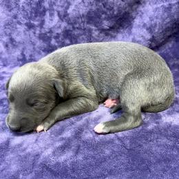 Tsunami - Blue female Whippet puppy in Gentry, Arkansas from Mardel Robeson of Mulberry Hollow Whippets