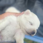 Girl 1 - White female American Eskimo Dog puppy in Macomb County, Michigan from Northland Skies Eskies