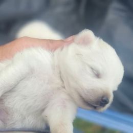 Girl 1 - White female American Eskimo Dog puppy in Macomb County, Michigan from Northland Skies Eskies