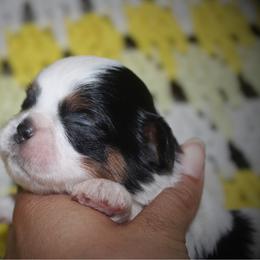 Matthew - Black and white male Shih Tzu puppy in Suwanee County, Florida from Everlasting Shih Tzu