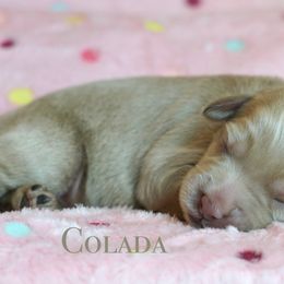 Colada - Cream female Australian Labradoodle puppy in Manchaca, Texas from Heartrock Labradoodles